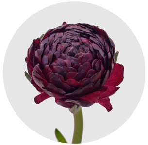 Ранункулус Паулин виолет (Pauline Violet)