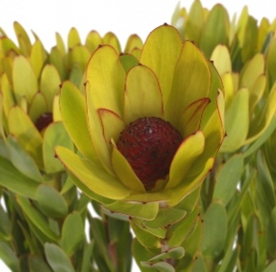 Леукадендрон сансет зеленый