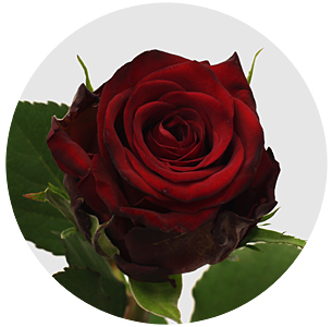 Роза Мендоза (Mendoza)