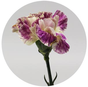 Гвоздика стандарт микс 10