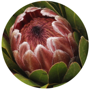 Протея Пинк айс (Pink Ice)