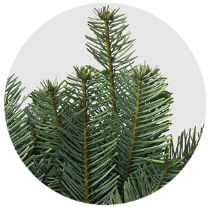 Пихта Нордмана (Abies Nordmanniana)