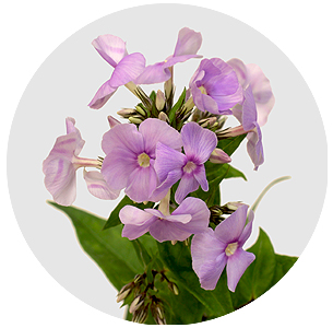 Флокс Баттерфляй (Butterfly)