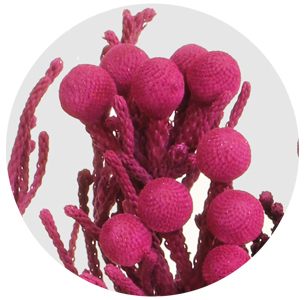 Бруния крашеная Силвер Эрика (Silver Erica)