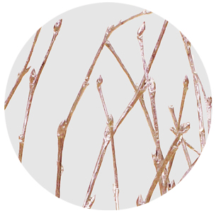 Берёза крашеная шампань (Betula painted champagne)