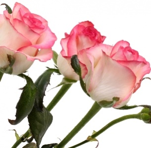 Роза кустовая Джамиля (Jumilia)