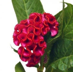 Целозия гребенчатая лиловая