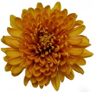 Хризантема одноголовая Кремист Голден (Creamist Golden)