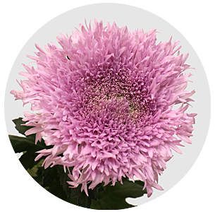 Хризантема одноголовая Этруско розовая (Etrusko Pink)