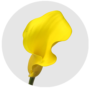 Калла мини Капитан Морелли (Captain Morelli)