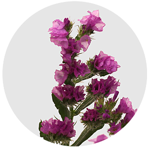 Статице Мисти пинк (Misty Pink)