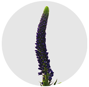 Вероника Смарт Неви (Smart Navy)