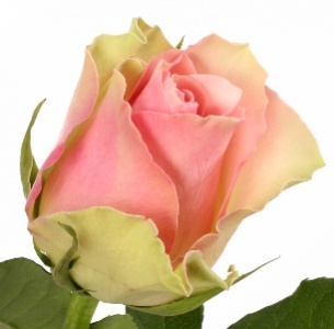 Роза Белла Роса (Bella Rosa)