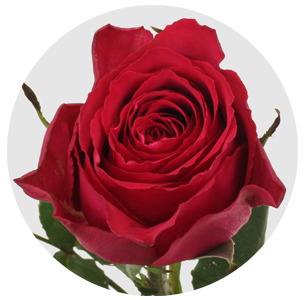 Роза Мадам Сериз (Madam Cerise)