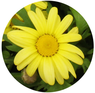 Ромашка жёлтая (Margrieten Yelloy)