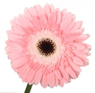 Гербера Пинк Фентези (Pink Fantasy)
