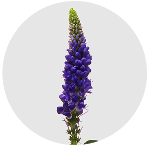 Вероника кустовая синяя