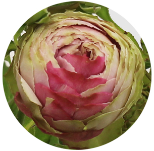 Роза кустовая Пинк Лэйс (Pink Lace)