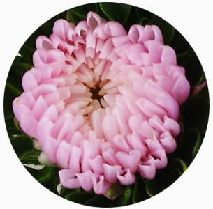 Астра Мацумото розовая (Matsumoto pink)