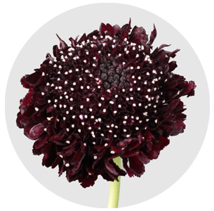 Скабиоза розовая скуп (Scabiosa Pink Marshmallow Scoop)