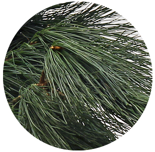 Сосна Веймутова (Pinus Strobus)