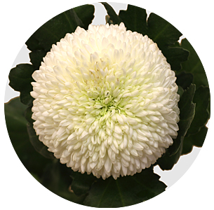 Хризантема одноголовая Борис Беккер (Boris Becker)