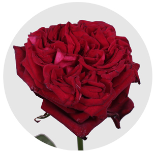 Роза Ред Элеганс (Red Elegance)