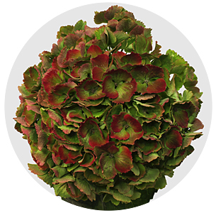 Гортензия Мэджикэл пал классик (Magical Opal Classic)