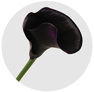 Калла мини Капитан Беретта (Captain Beretta)