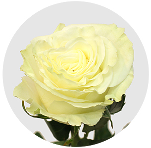 Роза Мондиаль (Mondial)