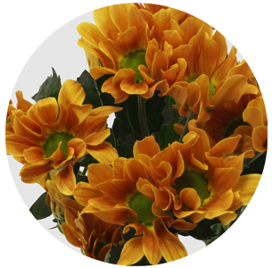 Хризантема кустовая Като оранжевая (Cato Orange)