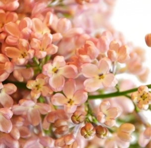 Сирень розовая