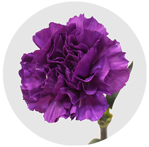 Гвоздика стандарт Мун лайт (Moon Light)