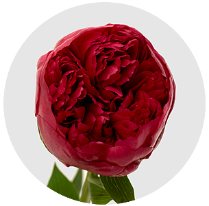 Пион Комманд перфоманс (Command Performance)