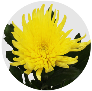 Хризантема одноголовая Анастасия желтая (Anastasia yellow)