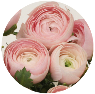 Ранункулус Клуни светло-розовый (Clooney Light Pink)