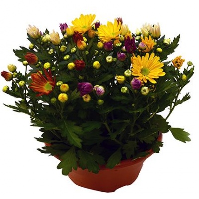 Хризантема (Chrysanthemum)