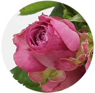 Роза кустовая Лавендэ лэйс (Lavender Lace)