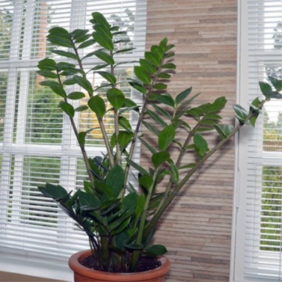 Замиокулькас (Zamioculcas)