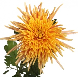 Хризантема одноголовая Фаерстик (Firestick)