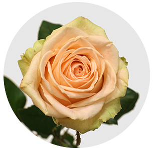 Роза Овериг (Overig) Роза Овериг (Overig)