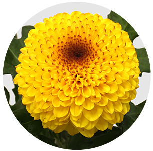 Хризантема одноголовая Леонтин (Leontine)