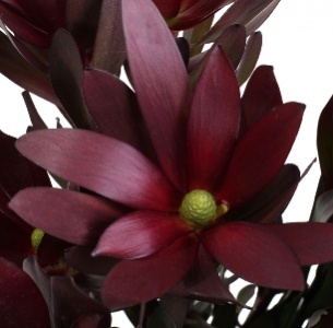 Леукадендрон сансет красный