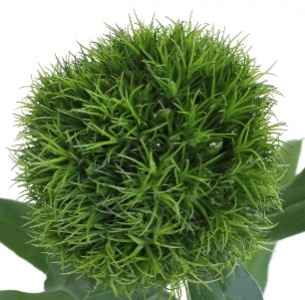 Диантус Грин Трик