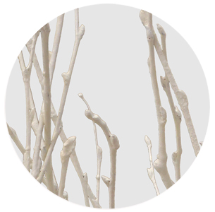 Берёза крашеная белая (Betula painted white)