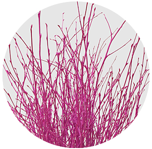 Берёза крашеная Эрика (Berken painted Erica)