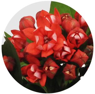 Бовардия красная