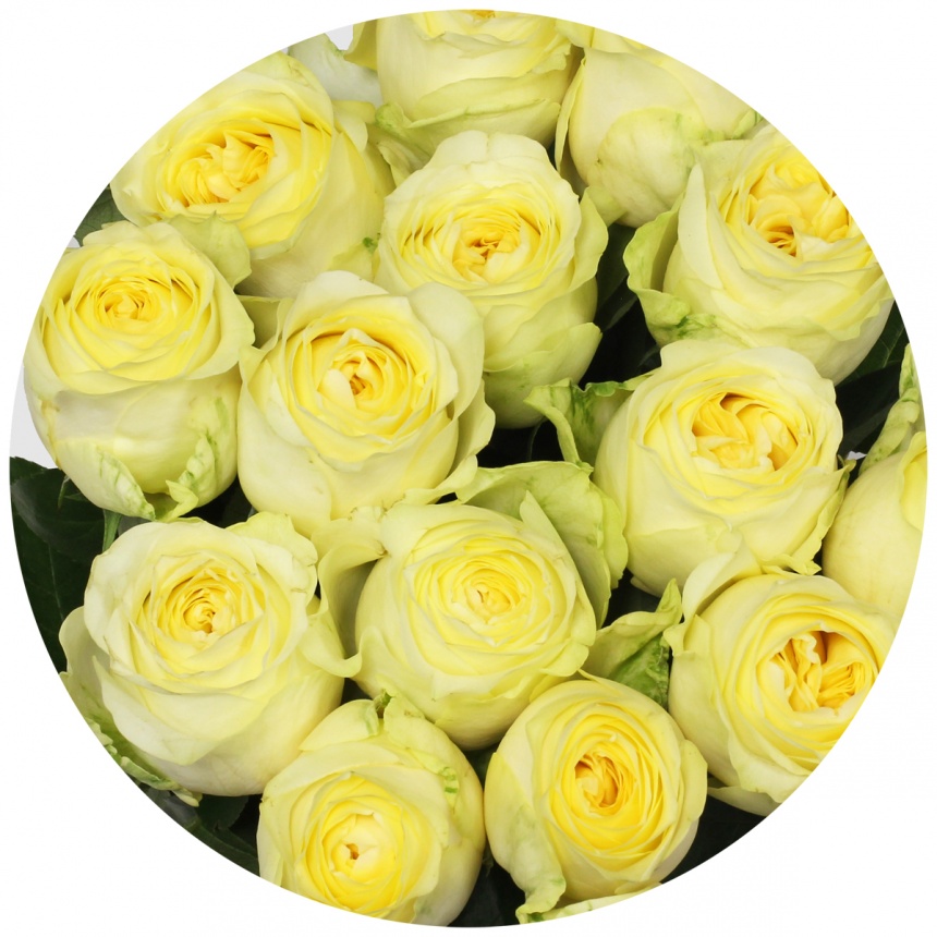 Роза Баттеркап (Buttercup)