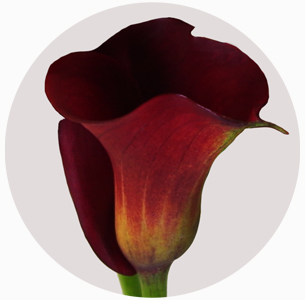 Калла Ред санрайз (Red Sunrise)