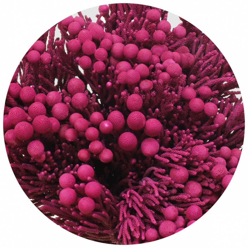 Бруния крашеная Силвер Эрика (Silver Erica)